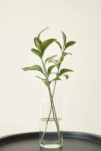 Grüne Pflanzen Mit Frischen Blättern Glasvase Mit Wasser — Stockfoto