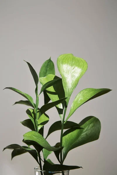 Πράσινο Φυτό Φρέσκα Φύλλα Κοντά Γκρίζο Τοίχο — Φωτογραφία Αρχείου