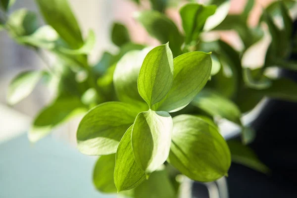 Zblízka Zelené Rostliny Čerstvými Listy — Stock fotografie