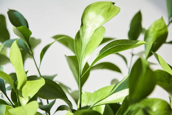 selective focus of green and fresh leaves at home