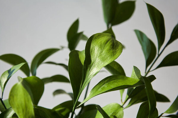 selective focus of green and fresh leaves 