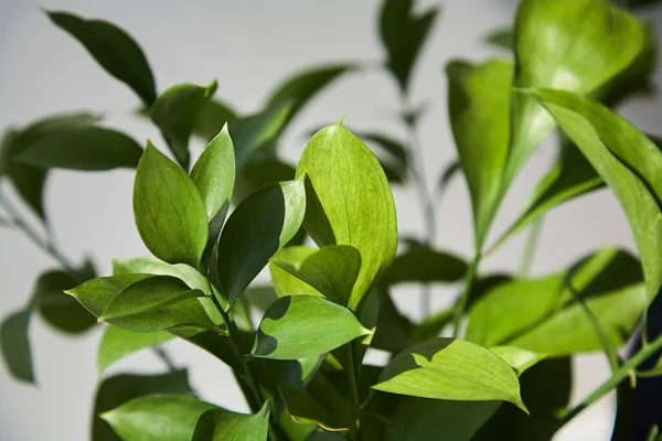 Selectieve Focus Van Verse Groene Bladeren Thuis — Stockfoto