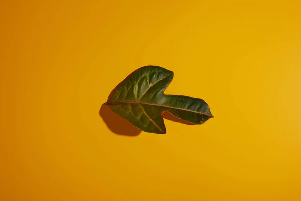 Вид Сверху Тропический Зеленый Лист Желтом Фоне Тенью — стоковое фото
