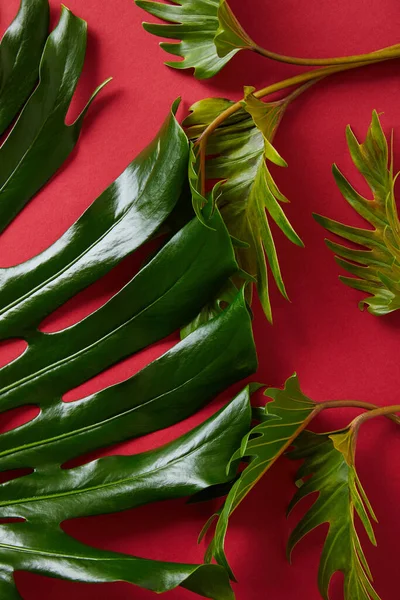 Top View Tropical Green Leaves Red Background — Stock Photo, Image