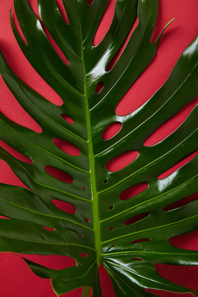top view of tropical green leaf on red background