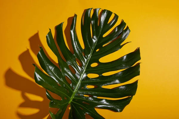 Vista Dall Alto Foglia Verde Tropicale Sfondo Giallo Con Ombra — Foto Stock