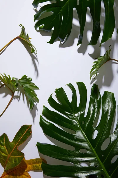 Beyaz Arka Planda Gölgeli Taze Tropik Yeşil Yapraklar — Stok fotoğraf