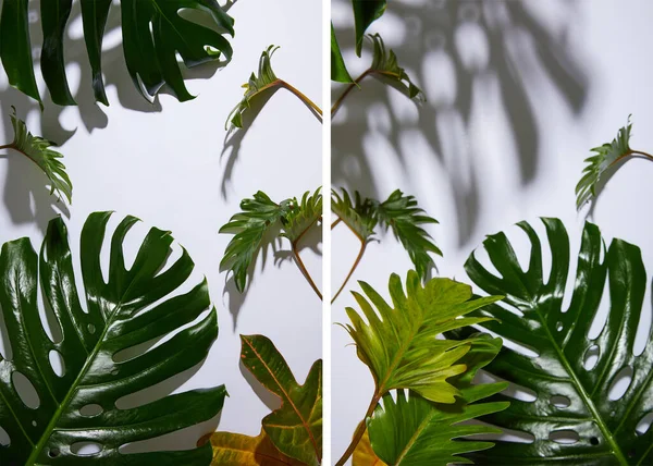 新鮮な熱帯緑の葉と影の白い背景のコラージュ — ストック写真
