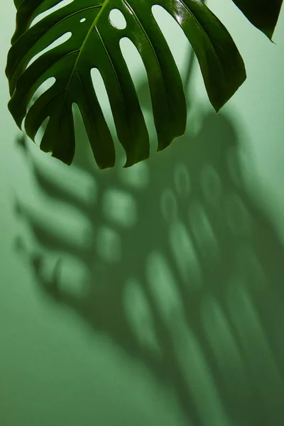 Fresh Tropical Leaf Green Background Shadow — Stock Photo, Image