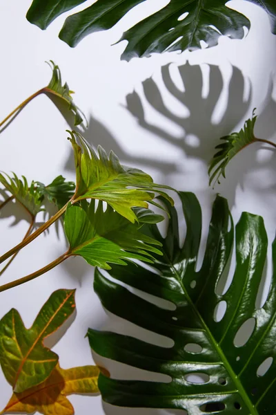 Feuilles Vertes Tropicales Fraîches Sur Fond Blanc Avec Ombre — Photo