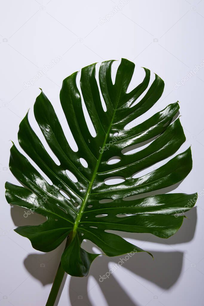 fresh tropical green leaf on white background with shadow