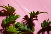 top view of fresh tropical green leaves on pink plastic background