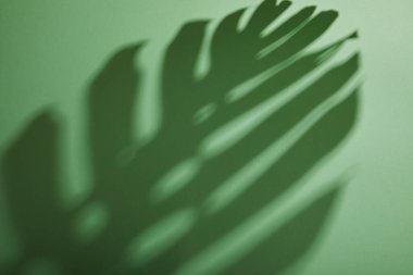 Yeşil arkaplanda tropikal yaprak gölgesi