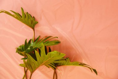 Turuncu plastik arka planda taze tropikal yeşil yaprakların üst görüntüsü