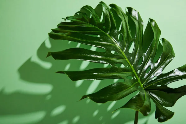 Foglia Tropicale Fresca Sfondo Verde Con Ombra — Foto Stock