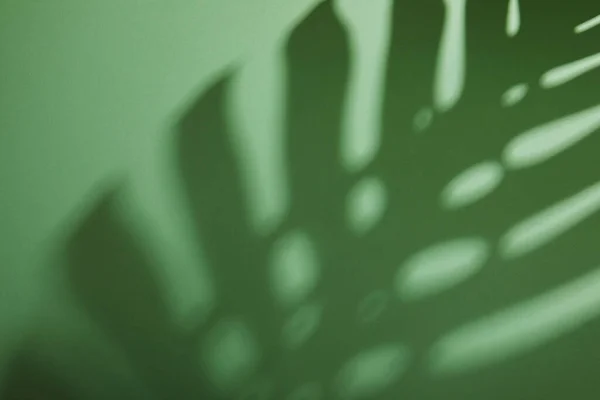 Тропічна Тінь Листя Зеленому Фоні — стокове фото