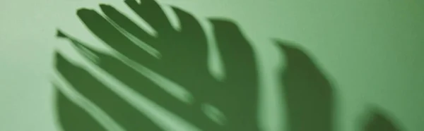 Панорамний Знімок Тіні Тропічного Листя Зеленому Фоні — стокове фото