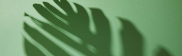 panoramic shot of tropical leaf shadow on green background