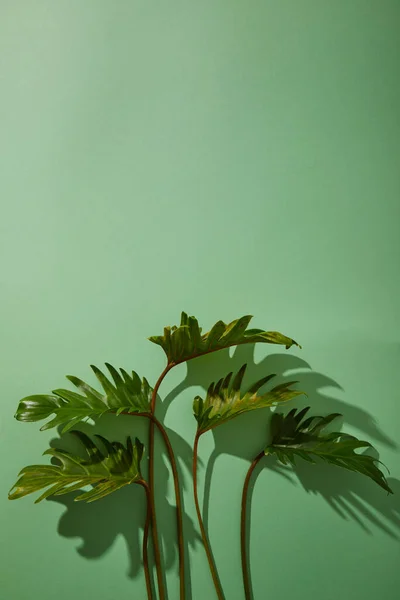 Frische Tropische Grüne Blätter Auf Grünem Hintergrund Mit Schatten — Stockfoto