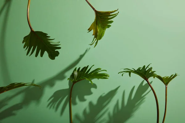 fresh tropical green leaves on green background with shadow