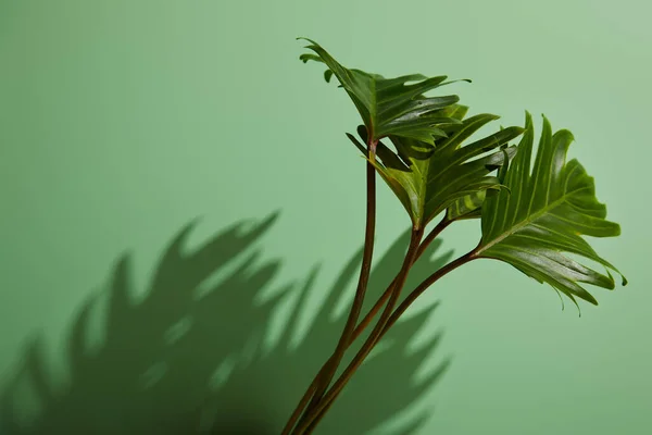 Feuilles Vertes Tropicales Fraîches Sur Fond Vert Avec Ombre — Photo