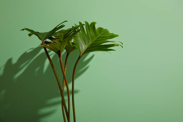 fresh tropical green leaves on green background with shadow