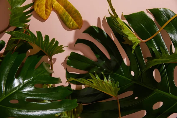 Frische Tropische Grüne Blätter Auf Rosa Hintergrund — Stockfoto