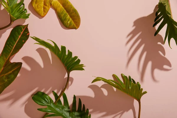 Fresh Tropical Green Leaves Pink Background — Stock Photo, Image