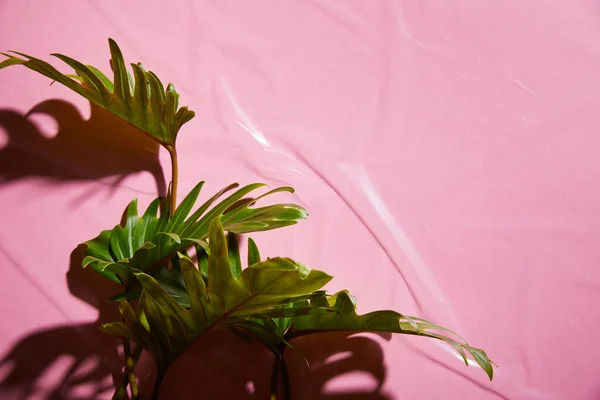 Vista Superior Hojas Verdes Tropicales Frescas Sobre Fondo Plástico Rosa —  Fotos de Stock