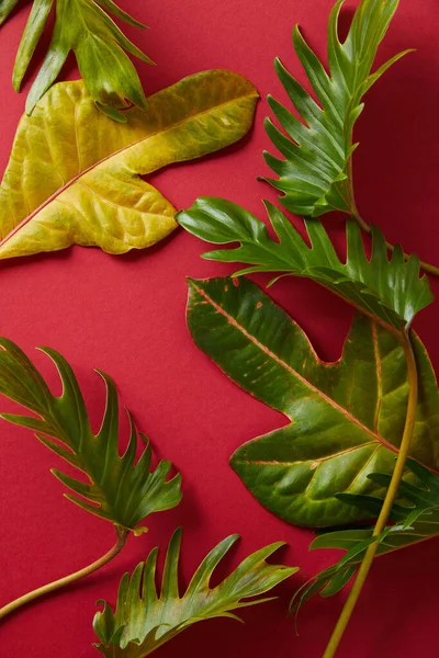 top view of tropical green leaves on red background