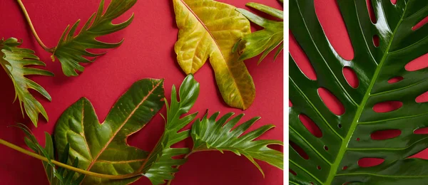 collage of tropical green leaves on red background