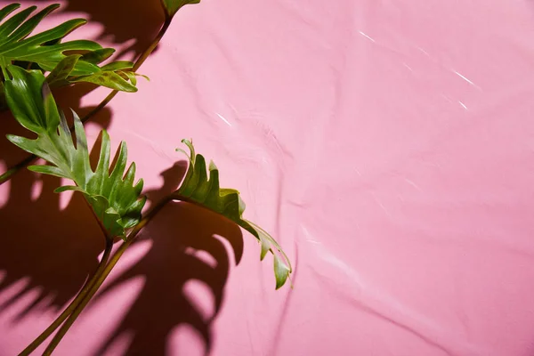Felülnézet Friss Trópusi Zöld Levelek Rózsaszín Műanyag Háttér — Stock Fotó
