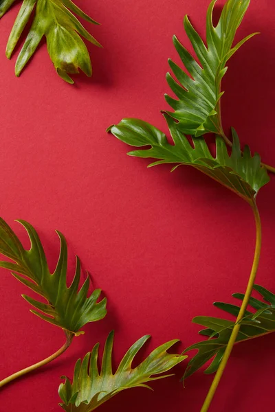 Top View Tropical Green Leaves Red Background — Stock Photo, Image