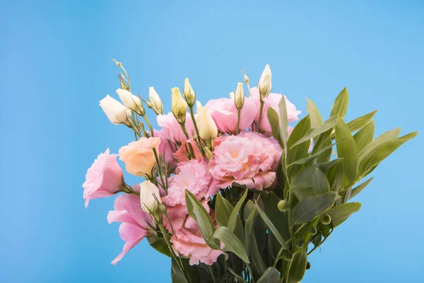 Hermosas flores rosadas - foto de stock