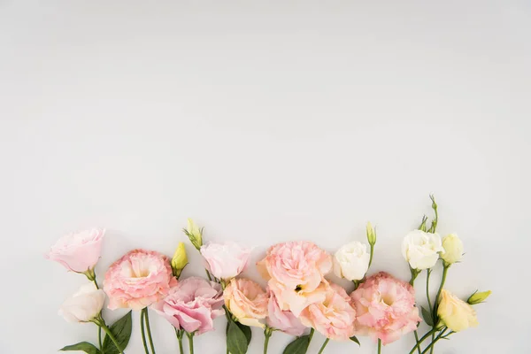 Hermosas flores en flor — Stock Photo