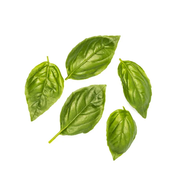 Composition of basil leaves — Stock Photo