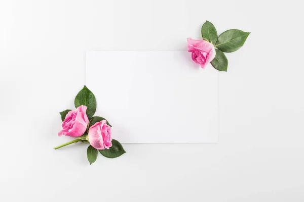 Rosas rosa e cartão em branco — Fotografia de Stock