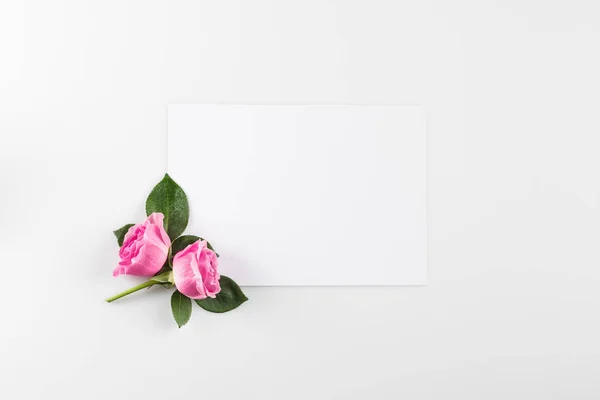 Pink roses background — Stock Photo