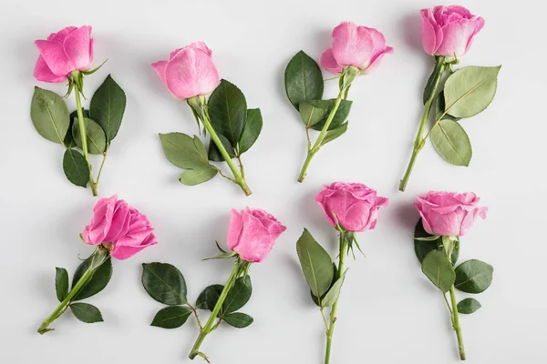 Pink roses background — Stock Photo