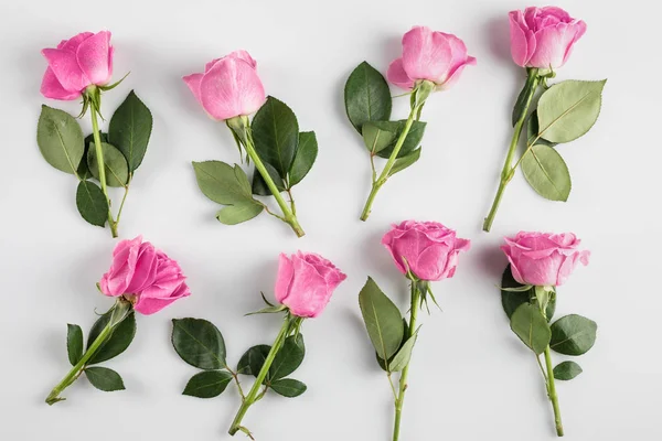 Fondo rosas rosadas - foto de stock