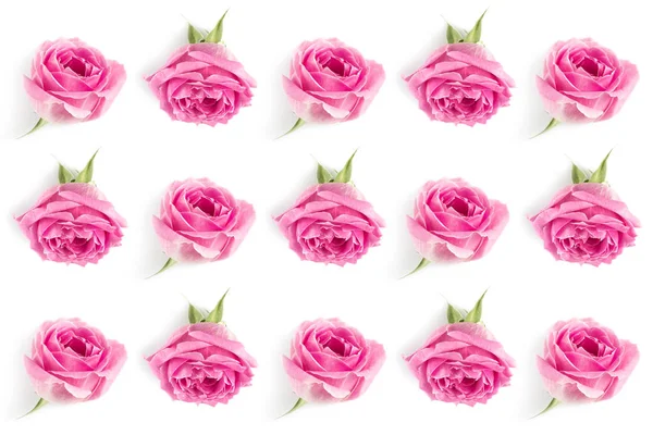 Pink roses background — Stock Photo