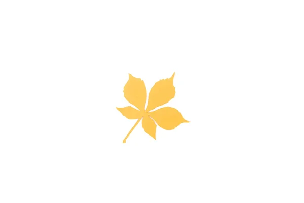 Herbstliches Kastanienblatt — Stockfoto