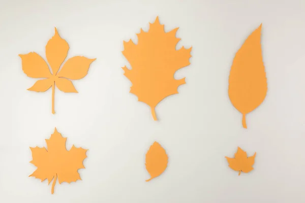 Verschiedene Herbstblätter — Stockfoto