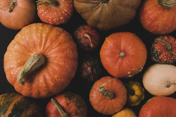 Pumpkins — Stock Photo