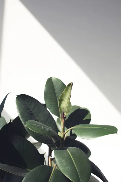 Ficus plante avec lumière du soleil — Photo de stock