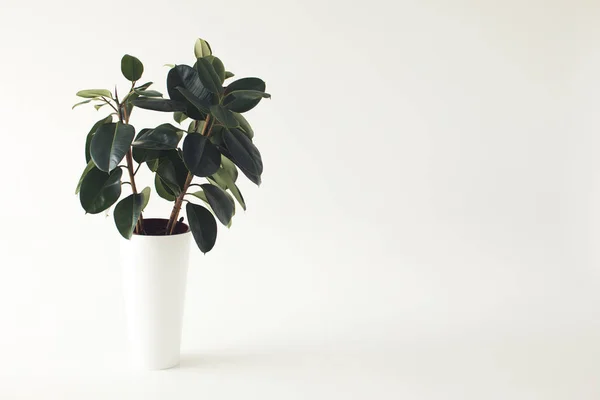 Ficus en pot — Photo de stock