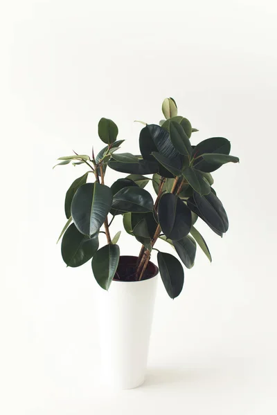 Potted ficus plant — Stock Photo