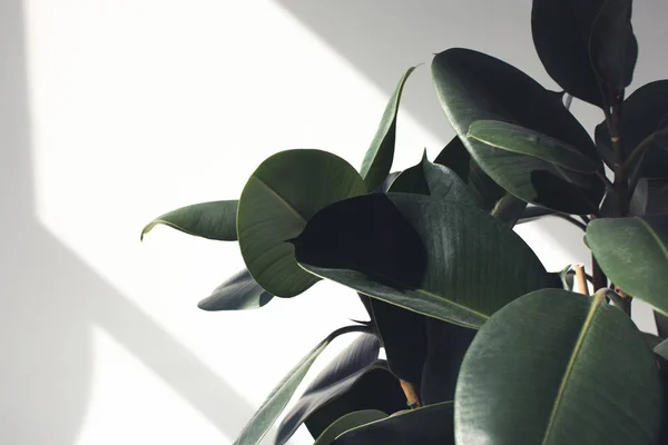 Фікусова рослина з сонячним світлом — стокове фото