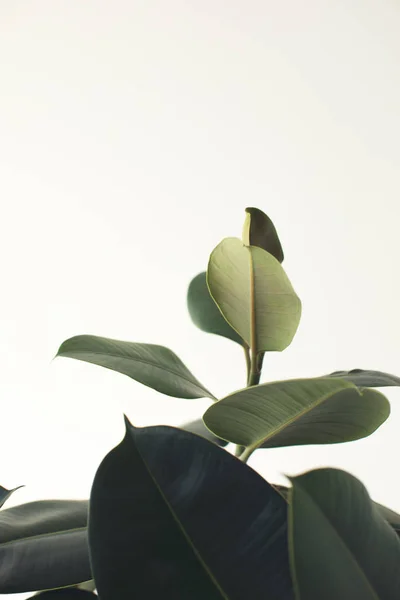 Planta de ficus verde - foto de stock