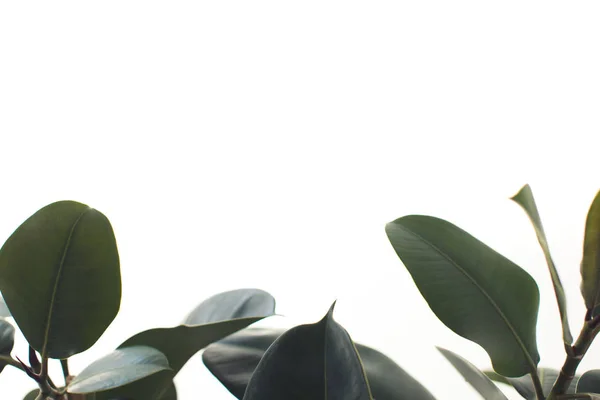 Hojas de ficus con espacio de copia - foto de stock